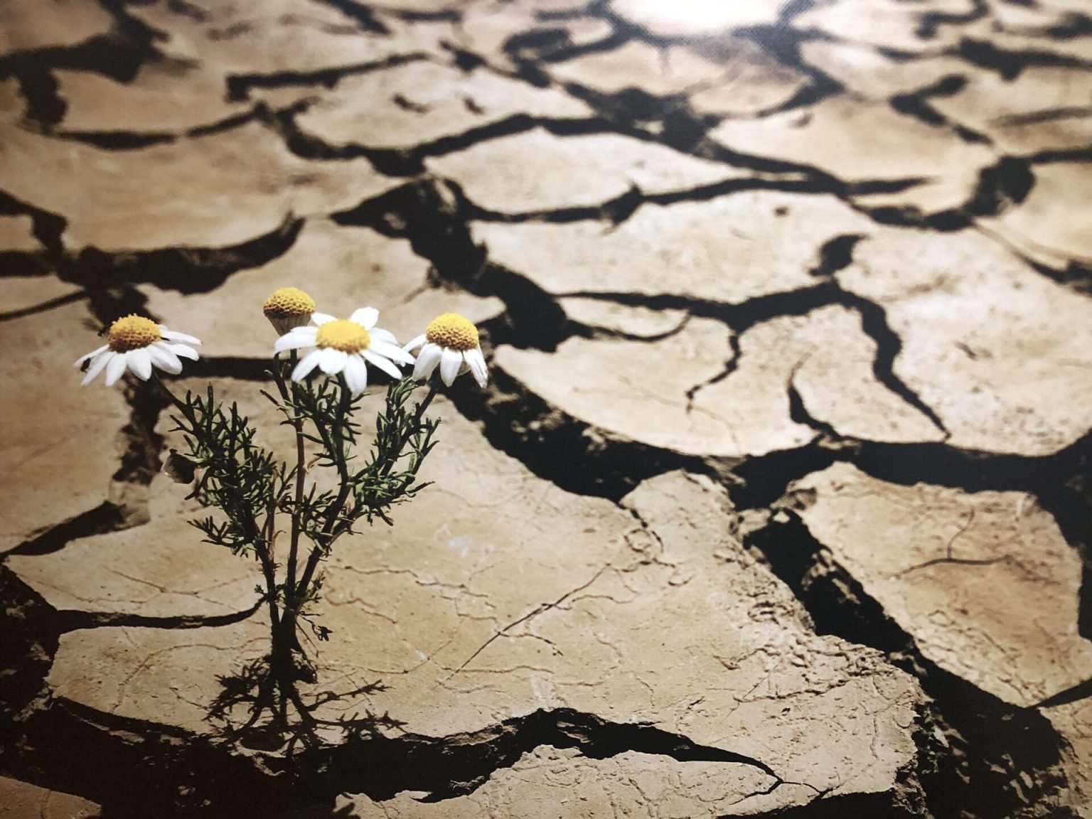 Climate Change and Basic Income