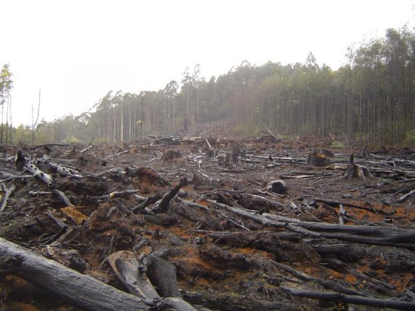 Rainforest Carbon Offsets Used by Major Corporations ‘Largely Worthless’: Analysis