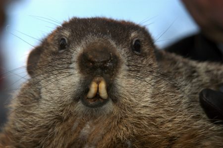 Itās Groundhog Day!