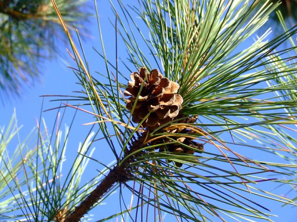 Learning the Climate Lesson of Pine 58