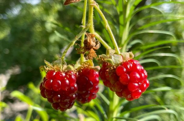 Degrowth in a Green-Growth World