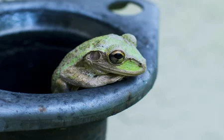 Transcending Frogs