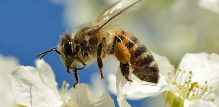 Insect Apocalypse in the Anthropocene, Part 1