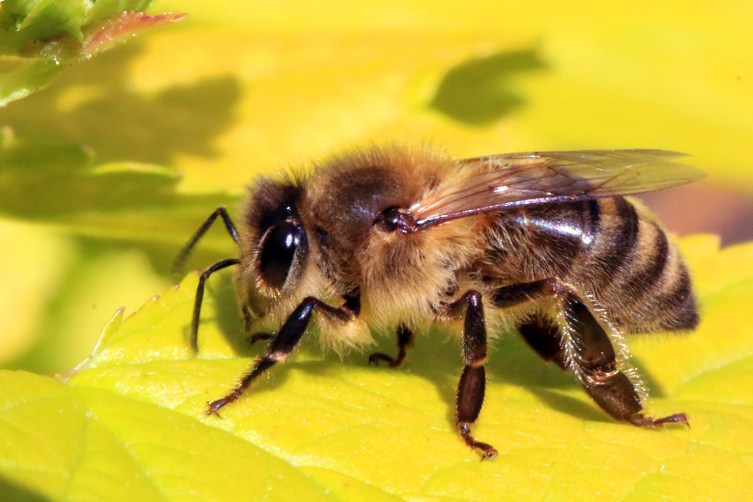 EPA Report on Neonics Proves US Has ‘Five-Alarm Fire’ on Its Hands, Green Groups Say