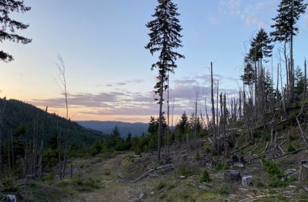 In Defense of the Forest