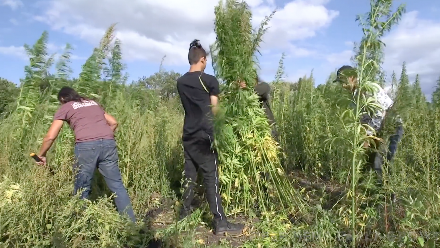 Native ‘Hempsters’ Follow Global Cooperative Example