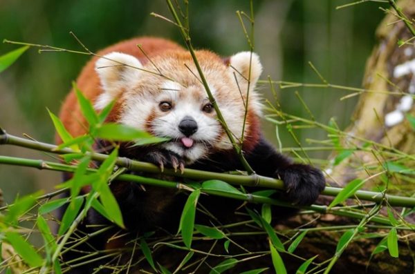 Wild and Wonderful: The Red Panda’s Untold Story