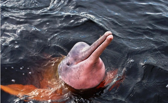 Hidden Wonders Beneath the Surface: Freshwater Dolphins