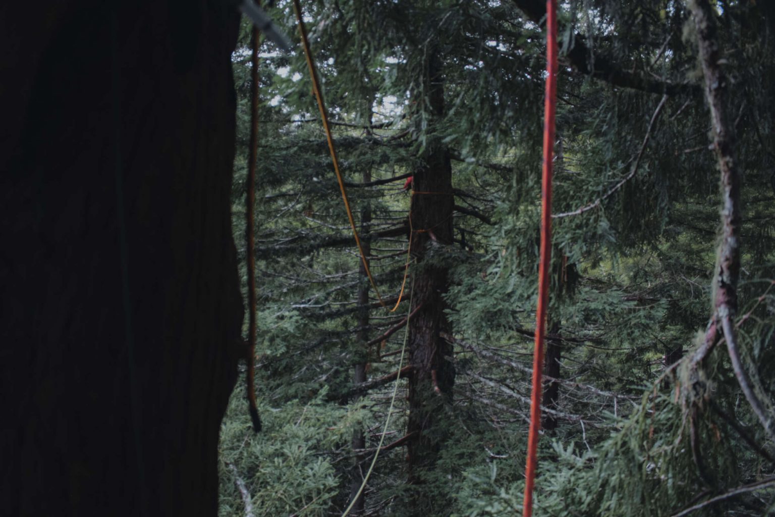 Forest Defense Is About More Than the Trees. It’s About Our Collective Future.