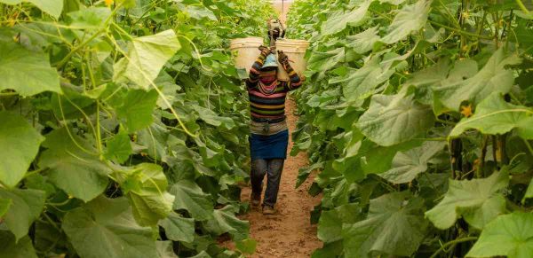 Why Fair Trade Produce Labels Are Bogus