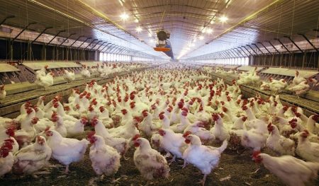 Big Banks Break Their Climate Promises by Propping Up Big Meat
