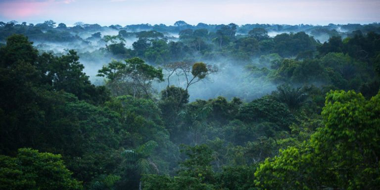 Brazilian Amazon rainforest