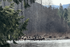 Photo of a mountain forest with a lake and wildlife