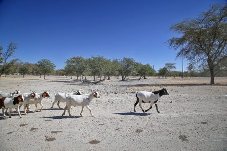 Climate Change Tests the Resilience Of People and Desert-adapted Wildlife in Namibia