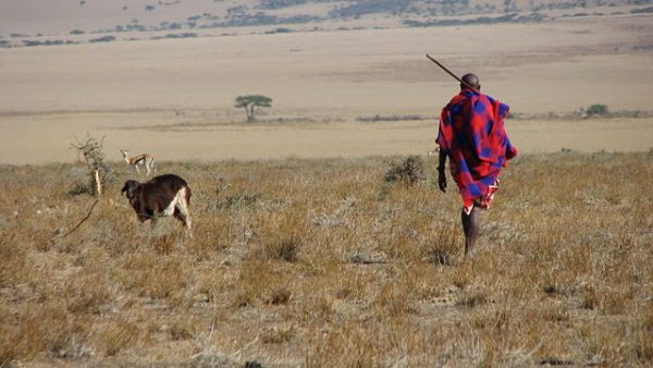 Reviving the Serengeti: Maasai Women’s Dairy Initiatives Protect Wildlife and Communities