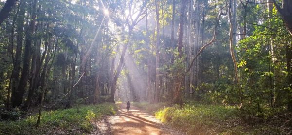 Karura Forest and the Politics Of Community-Based Conservation In Kenya
