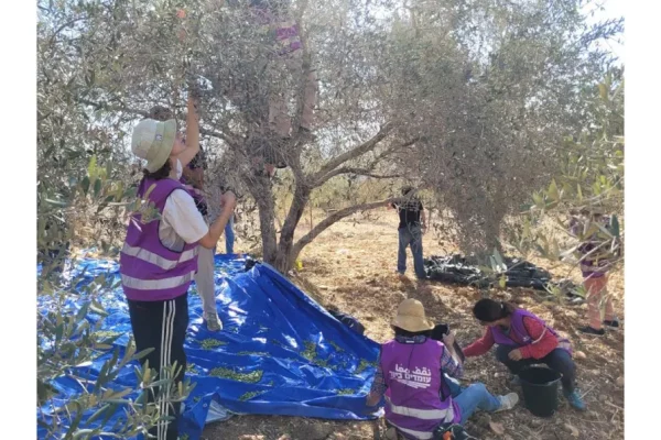 The Olive Harvest Deportations — Israel’s War on Solidarity Activists in the West Bank