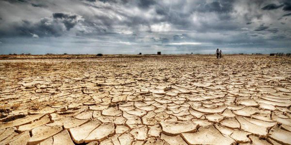 How Agave Agroforestry Can Restore Drylands and Strengthen Climate Resilience