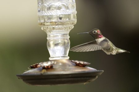 The Part of the Hummingbird