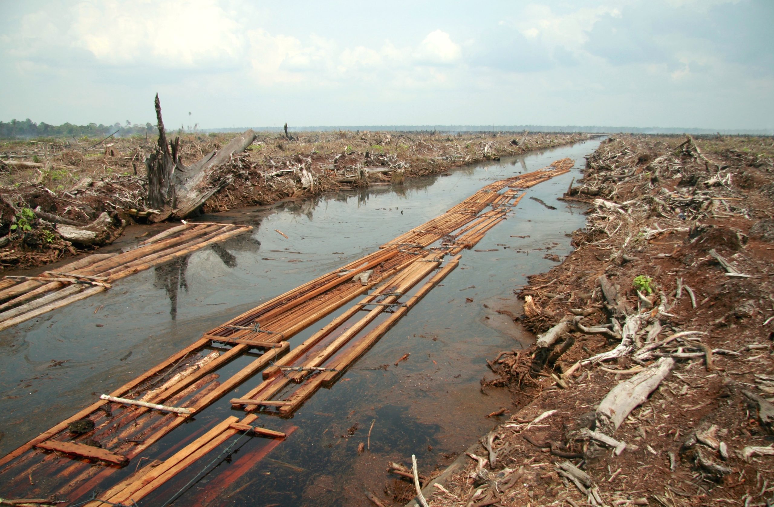The EU’s Fight Against Global Deforestation