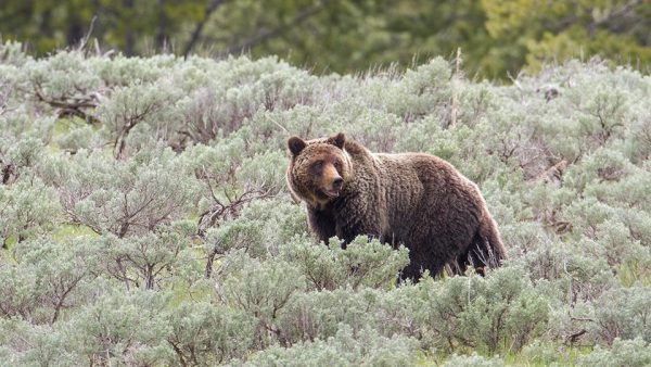 Forest Service Tries to Illegally Shrink “Secure Habitat” in Huge Deforestation Project