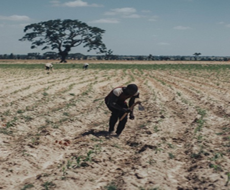 Agriculture as the Foundation of Post-war Reconstruction in Sudan