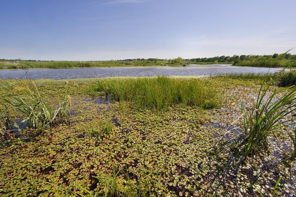 As Trump Administration Guts Environmental Regulations, Local Governments Must Protect Wetlands