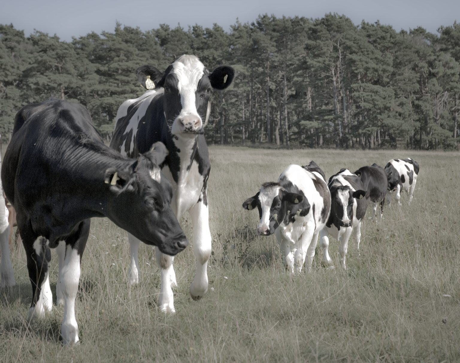 Ecosocialism Which Doesn’t Address Animal Agriculture Isn’t Serious