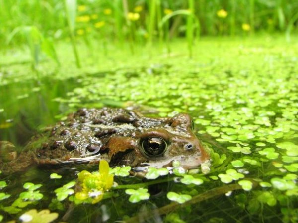 How Human Ecology Education Can Counter Learned Social Hierarchies