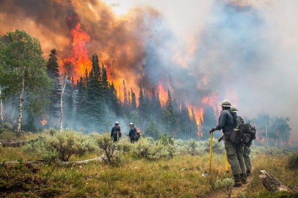 Donald Trump, Arsonist in Chief