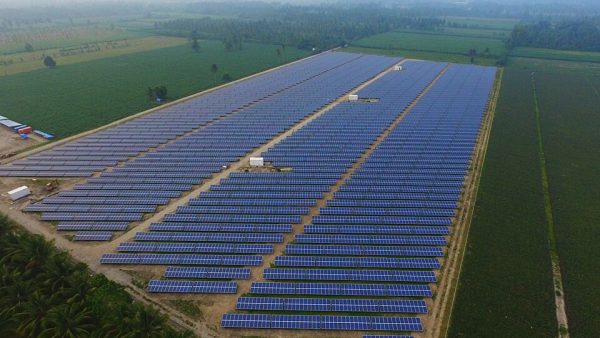Big Solar Vs. Forests: Why We Remain Determined to Save These Trees