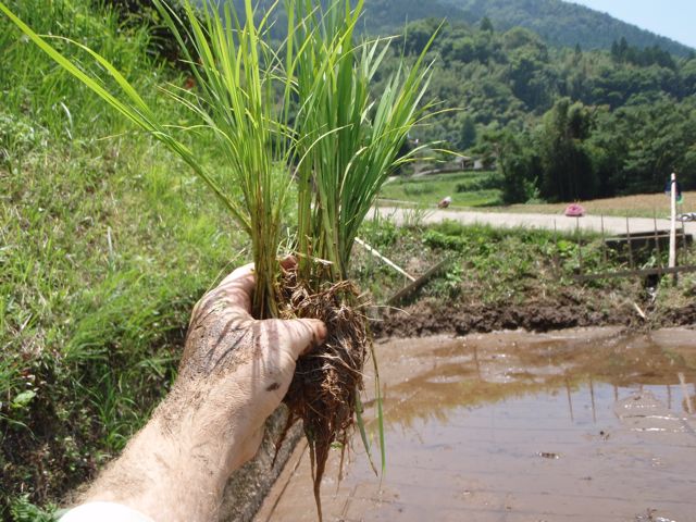seven or nine rice seedlings to be inserted in the mud together