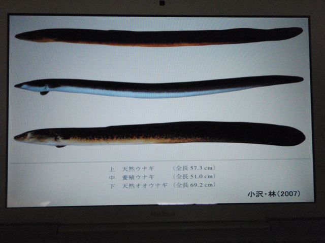Three Types of Eel