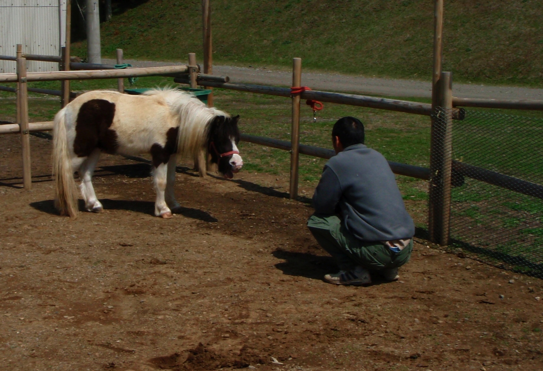 Miyazaki Horse Whisperer in Action