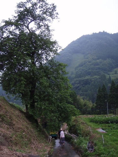 150 year old Persimmon Kaki Tree