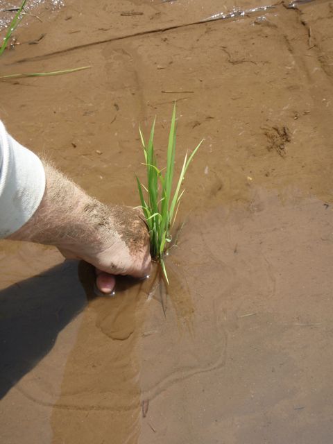 Inserting the seven to nine rice seedlings