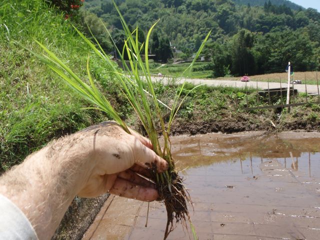 Rice seedlings for planting